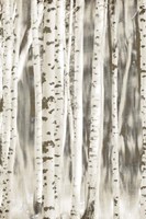 Birches 2 Fine Art Print