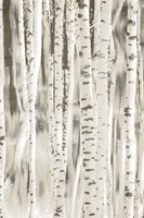 Birches 3 Fine Art Print