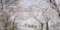 Cherry Blossom Lane Fine Art Print