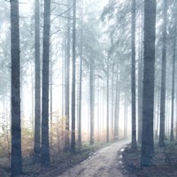 Forest Road Fine Art Print