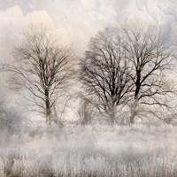 Winter Frost 1 Framed Print