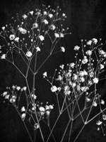 Delicate 1 Fine Art Print