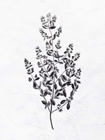 Pressed Herbs 1 Fine Art Print