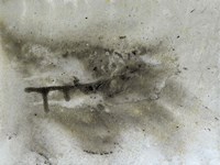 Stigma Fine Art Print