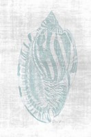 Beautiful Shells 1 Fine Art Print