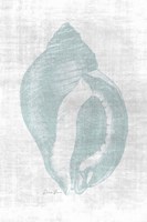 Beautiful Shells 2 Fine Art Print