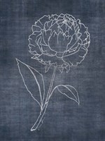 White Peony on Navy 1 Fine Art Print