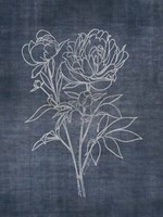 White Peony on Navy 2 Fine Art Print