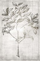 Antique Palm 1 Fine Art Print