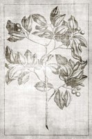 Antique Palm 2 Fine Art Print