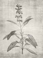 Sepia Botanical 1 Fine Art Print