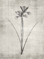 Sepia Botanical 2 Framed Print