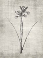 Sepia Botanical 2 Fine Art Print