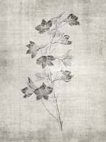 Sepia Botanical 3 Fine Art Print
