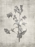 Sepia Botanical 4 Fine Art Print