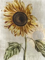 Sunflower 1 Framed Print