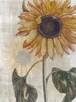 Sunflower 2 Framed Print