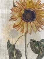 Sunflower 2 Fine Art Print