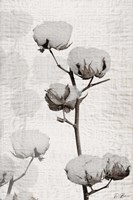 Cotton Stem 1 Fine Art Print