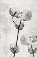 Cotton Stem 2 Fine Art Print