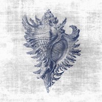 Sea Life 1 Framed Print