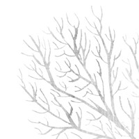 White Seaweed 1 Fine Art Print