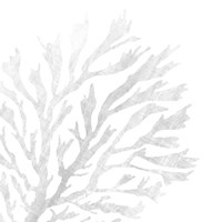 White Seaweed 2 Fine Art Print