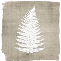 Natures Fern 1 Fine Art Print