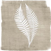 Natures Fern 2 Fine Art Print