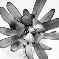 Flower Fine Art Print