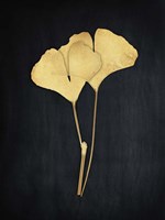 Midas Ginkgo 1 Fine Art Print