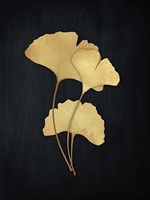 Midas Ginkgo 2 Fine Art Print