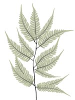 Fern Tree Fine Art Print