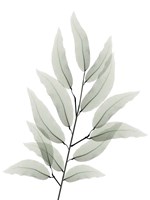 Franken Tree 1 Fine Art Print