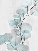 Eucalyptus Glow 4 Fine Art Print