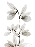 Sandy Wonder 3 Fine Art Print