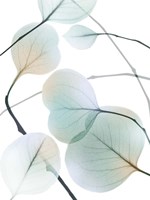 Sunkissed Eternity 2 Fine Art Print