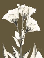 Gentian Fall Fine Art Print