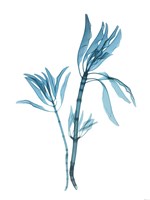 Blue Leucadendron Fine Art Print