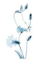 Blue Disticta Fine Art Print