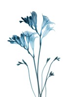 Blue Freesia Fine Art Print