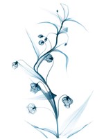 Blue Globe Lily Fine Art Print