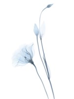 Light Gentian Fine Art Print