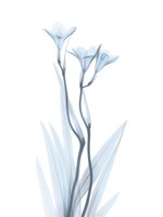 Light Freesia Fine Art Print