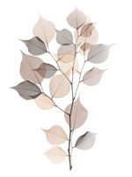 Sandy Myrtle Tree Fine Art Print