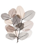 Earth Tone  Bunch Fine Art Print