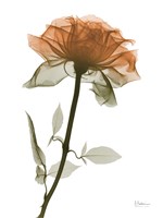 Urban Rose 1 Fine Art Print