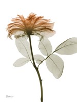 Urban Rose 2 Fine Art Print