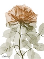 Urban Jungle Rose 1 Fine Art Print