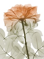 Urban Jungle Rose 2 Fine Art Print